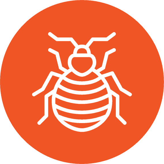 Bedbug Icon