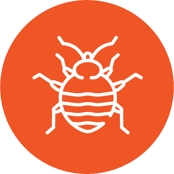 Bedbug Icon