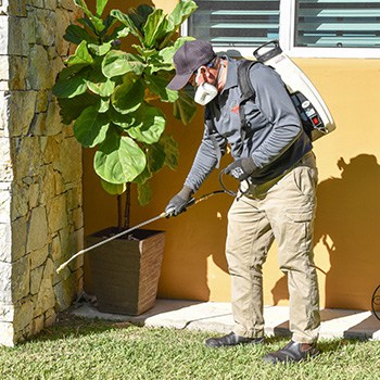 General pest treatment external whitsunday Bowen