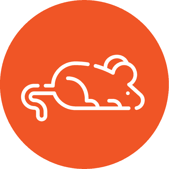 Bedbug Icon