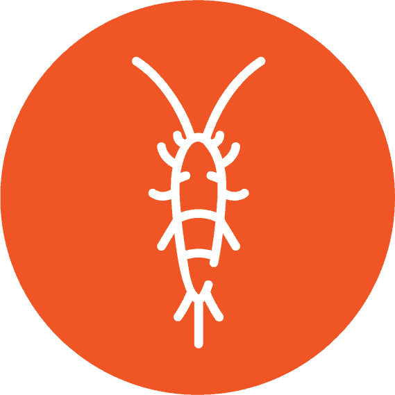 Bedbug Icon